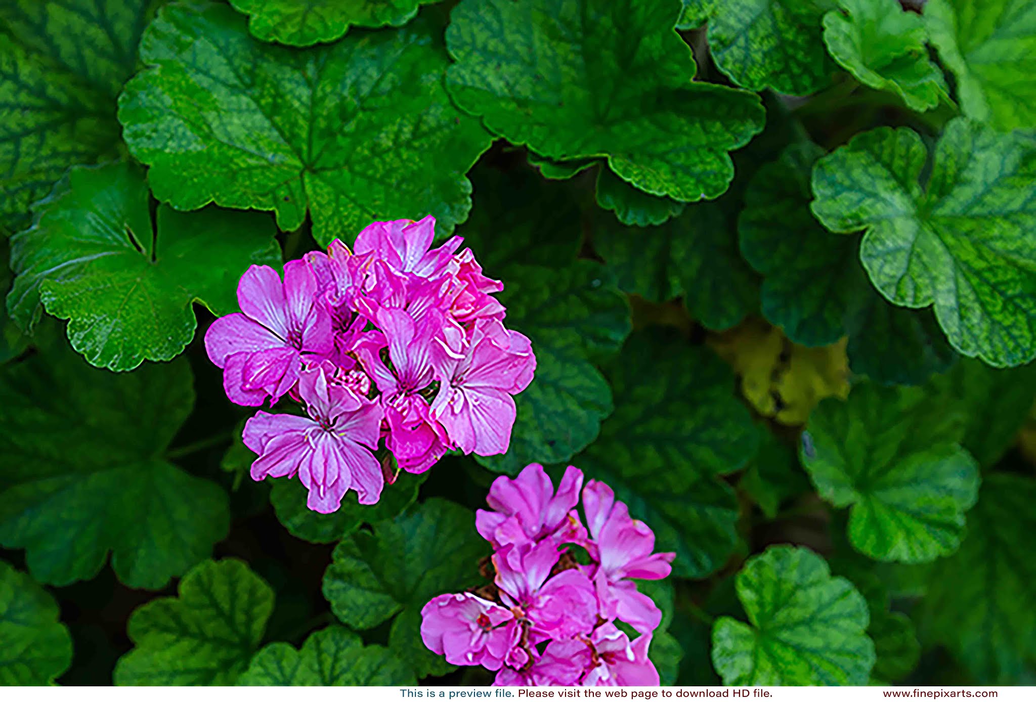 Pink Geranium Flowers 003