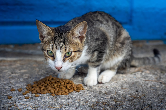 Cat Food Mats
