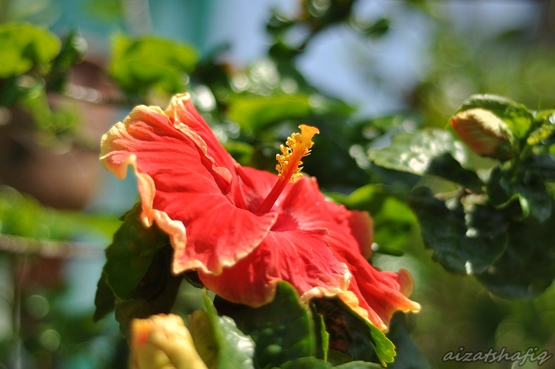  Photo Blooming Bunga  Raya di  Pagi  Hari  Aizat Shafiq