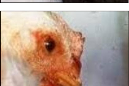 Ayam Terserang Penyakit Snot dan Cara Menyembuhkan Penyakit Snot Pada Ayam