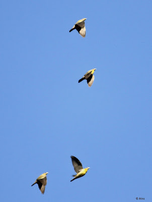 "Yellow-footed Green-Pigeon, resident a flock flying past."