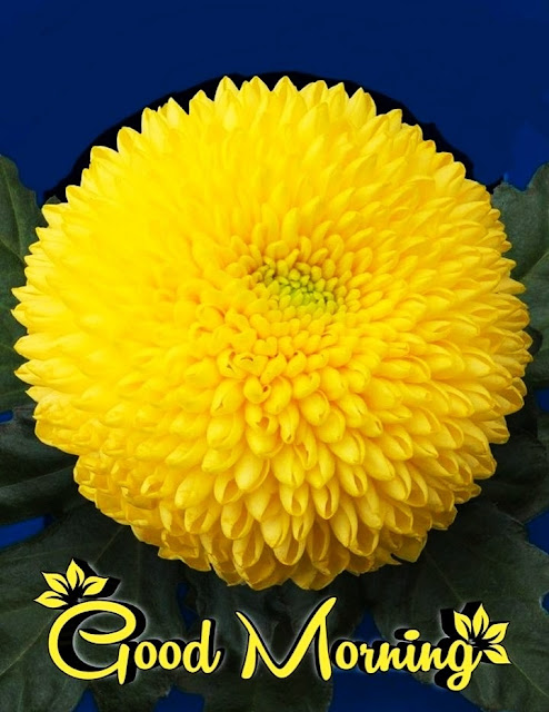 Yellow Flower Good Morning Pictures