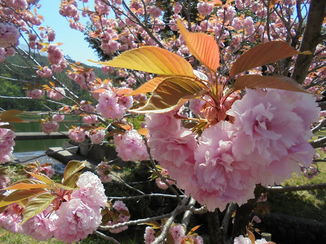 大成池の牡丹桜が美しい