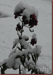 DSCF5112