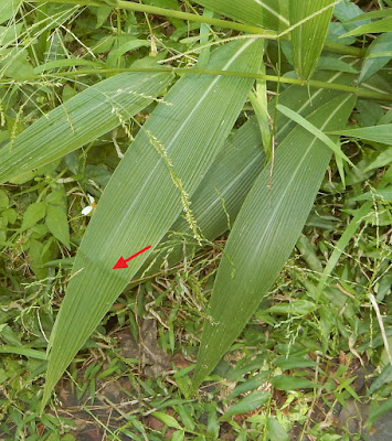 棕葉狗尾草的葉