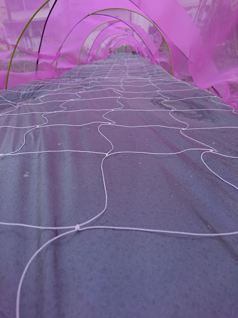 隧道式網室，大同網Tunnel type net room, Datong Net