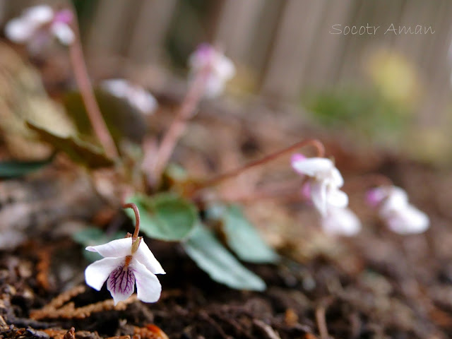 Viola sieboldii