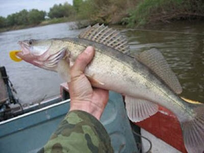 Image of Selection Of Jig Heads for Zander