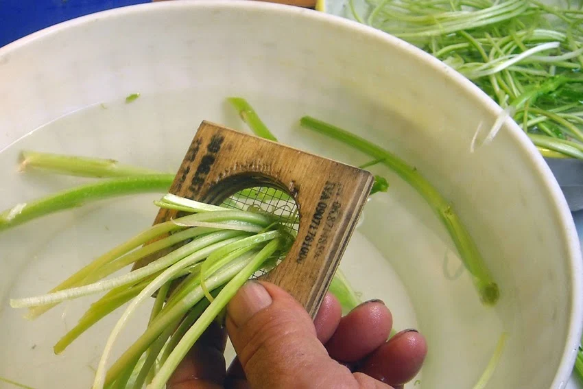 Puntarelle alla Romana