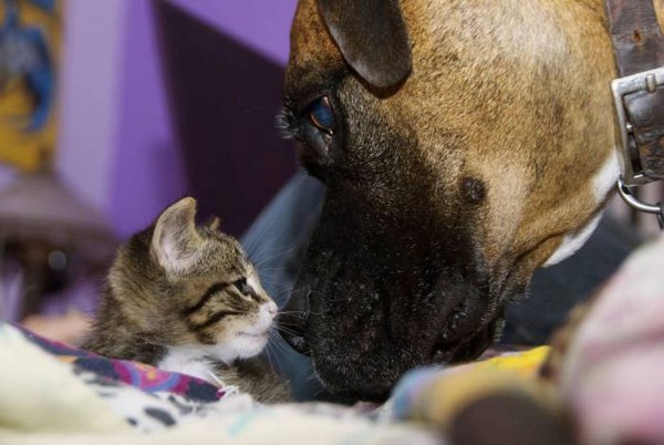 35 pictures of cats and dogs get along, cats and dogs pictures, cats and dogs are friends