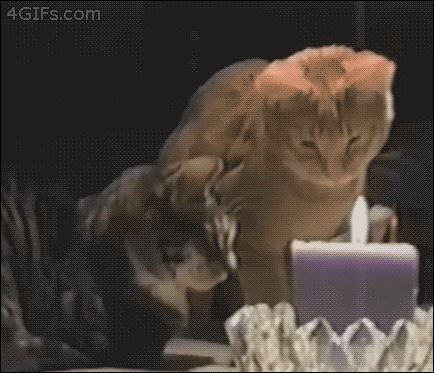 funny cat gifs, funny cats, cute cats, cat gifs