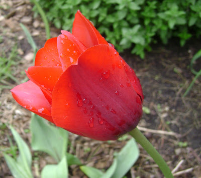 Somehow a few red tulips also snuck in another area of the roadside garden