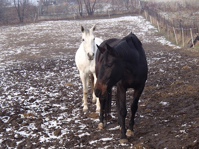 konie, jazda konna w zimie, jazda w terenie, gołoledź, oblodzenie