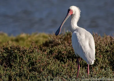 African Spoonbill Table Bay Nature Reserve Woodbridge Island Vernon Chalmers Photography