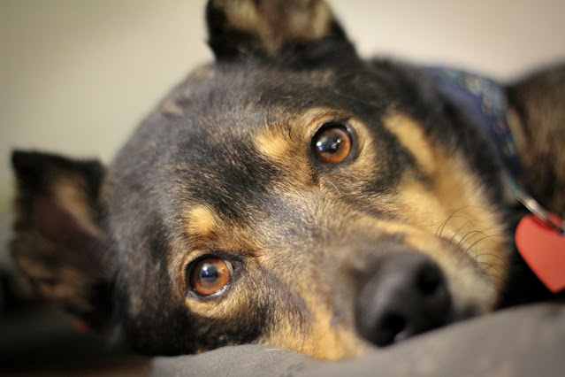 A large mixed breed (GSD/Rotti) is lying down and looks at the camera. Tips for bringing home a new shelter dog