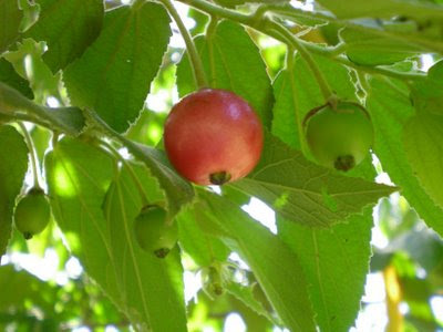 ~Dunia Ini Hanya Tempat Persinggahan~: Buah Ceri Malaysia