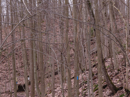 North Country Trail stairway to Mt. Pleasant Road