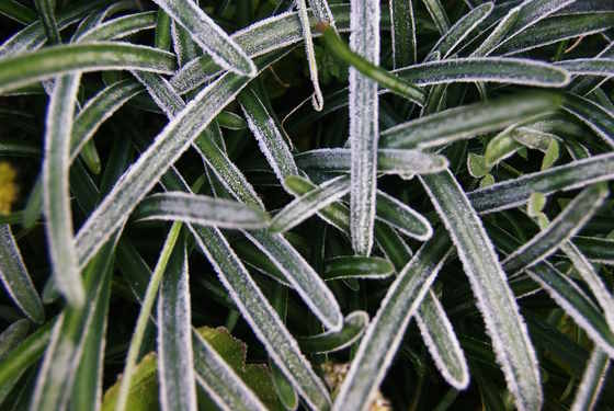 Frosty flora.