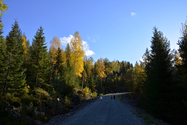 høstfarger holleia