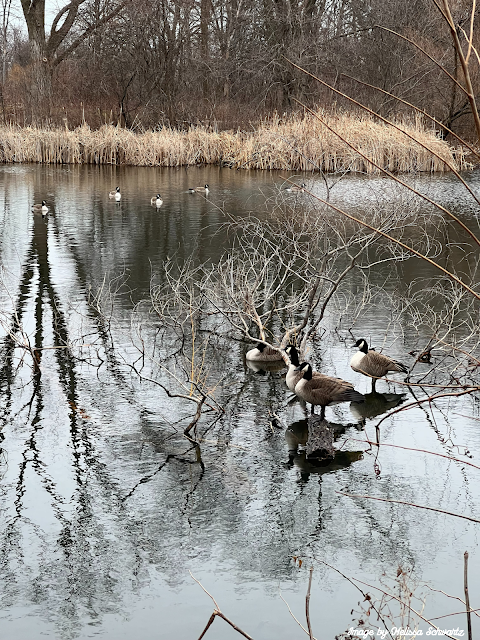 Canada geese repose on a downed tree in the pond of Emily Oaks Nature Center.