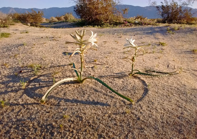 Leaves of desert lily drawing circles in the sand.