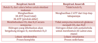 perbedaan bakteri aerob dan anaerob,pengertian respirasi aerob,