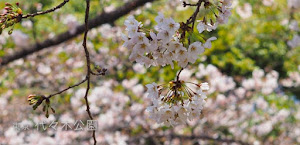 代々木公園の桜並木