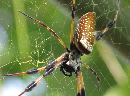 Golden Silk Spider (13)