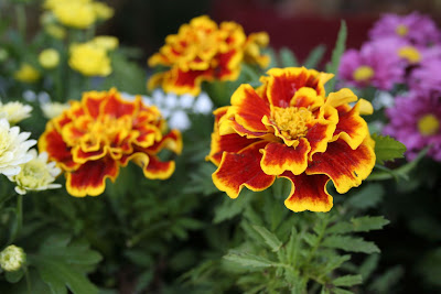 Marigold Flower Photo