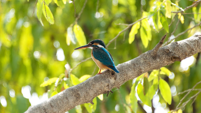 Common Kingfisher छोटा किलकिला, राम चिरैया, शरीफन, निता मछराला  (Alcedo atthis)