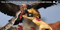 Most Amazing Wild Animal Attacks - Lion vs Snake vs Eagle Craziest Animal Fights