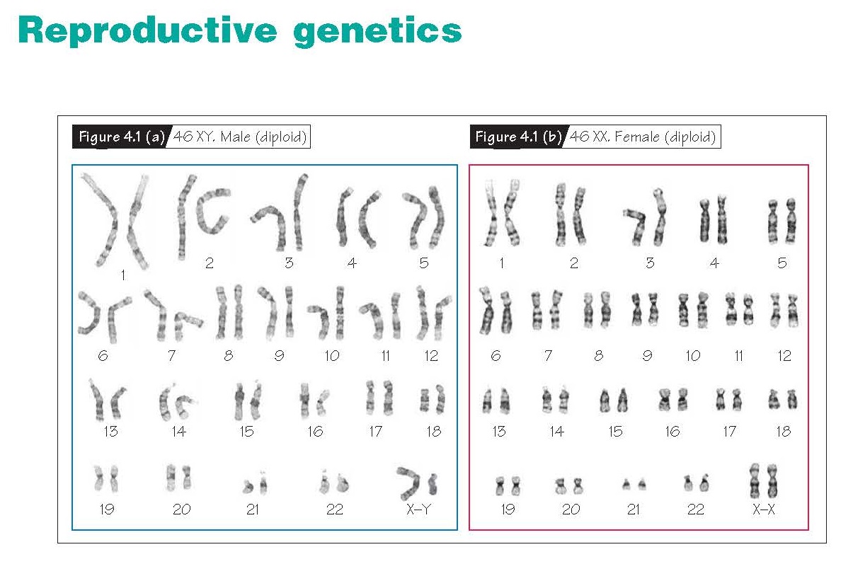 Reproductive Genetics, Chromosomes, Mitosis and meiosis, Non-disjunction, Imprinting