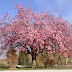 Cherry Blossom – Prunus Serrulata