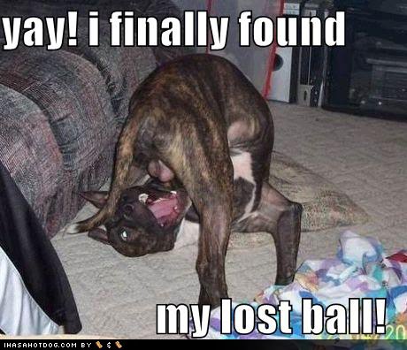 funny dog pictures found lost ball just some dogs yo