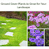 Ground Cover Plants to Grow for Your Landscape