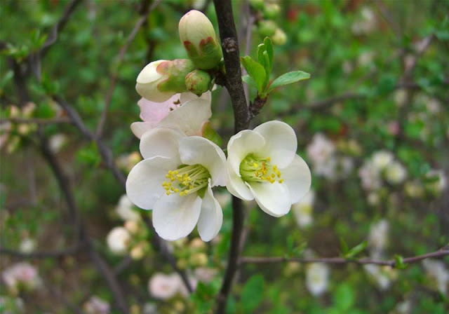 Flowering Quince Pictures