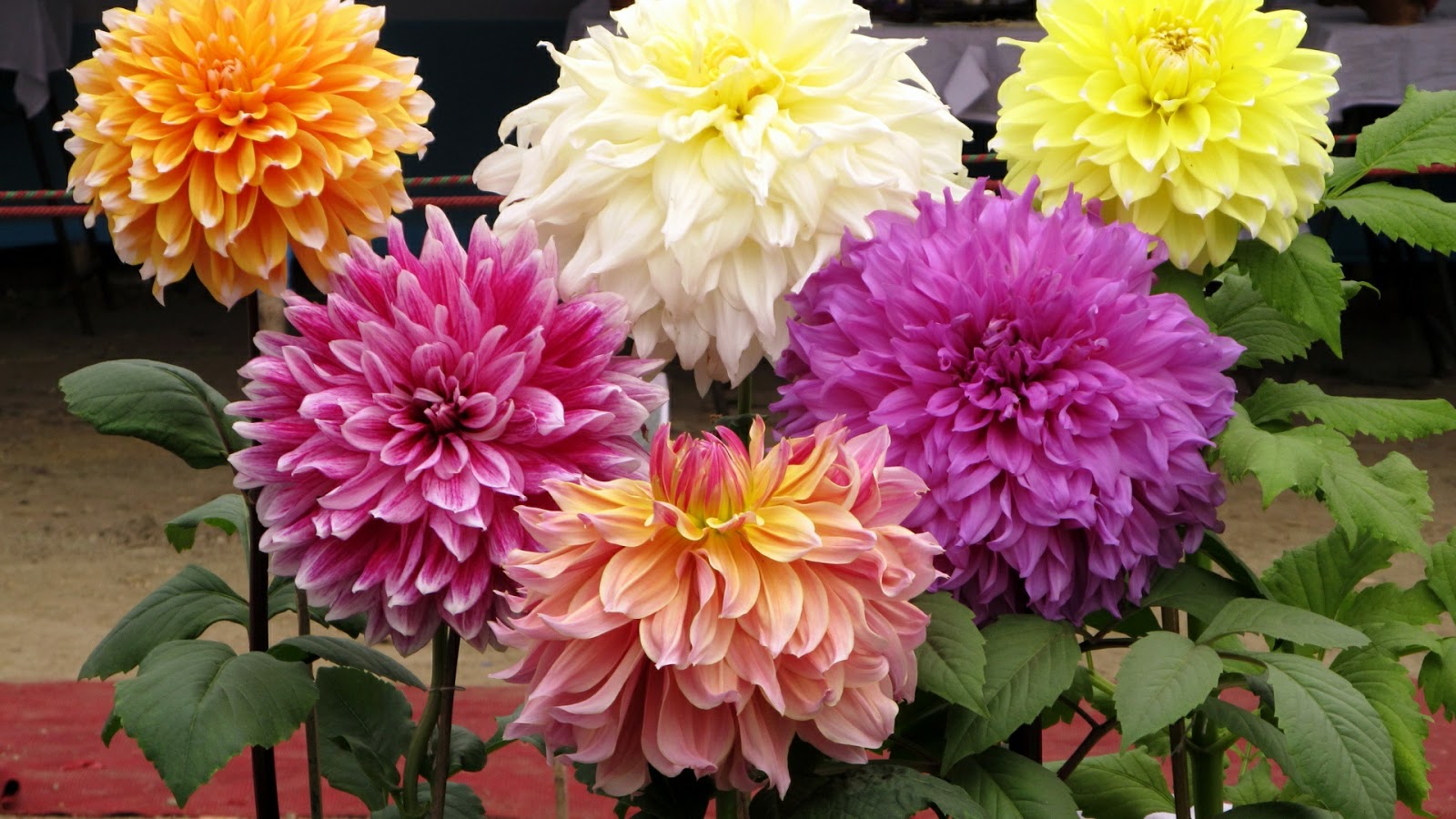  Gambar  Bunga  Dahlia Yang Indah Kumpulan Gambar 