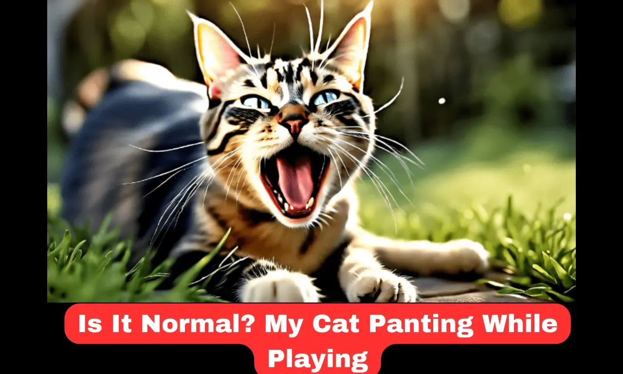 Is It Normal? My Cat Panting While Playing