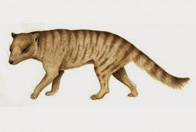 ancient thylacine