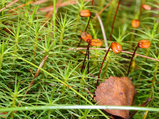 gambar Polytrichum commune