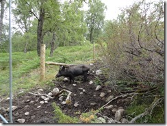 Wild pigs help to destroy the under brush so the trees and grow. They fence in the pigs to maintain a balance of destruction.