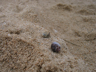 shell on the sand