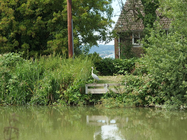 Heron posing on the Kennet and Avon canal at Devizes