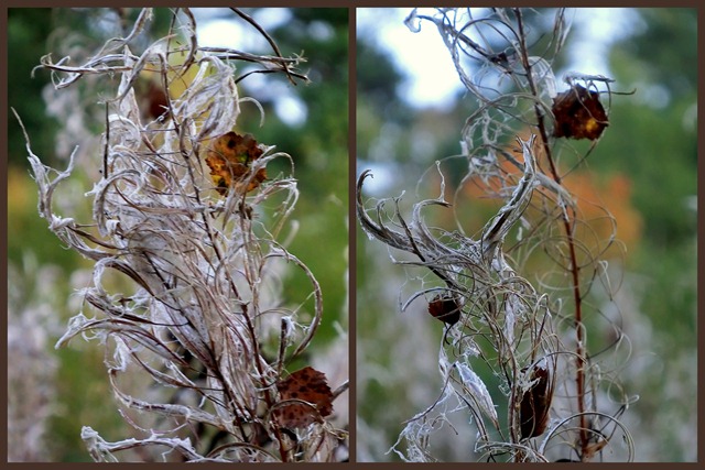 2011-10-04 willowherb