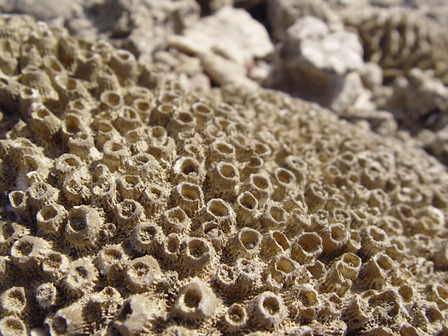 corals Hurghada Red sea