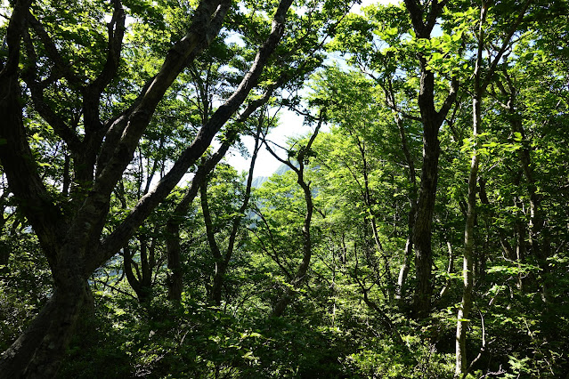 鳥取県西伯郡大山町大山　だいせんホワイトリゾート国際エリアの尾根道からの眺望