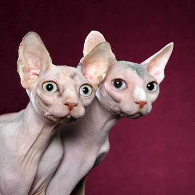 sphynx cat pictures. sphynx cat