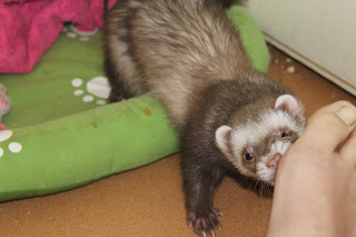 fretti+ferret
