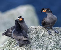 Crested Auklet