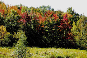 by September 20, 2014 many leaves showed color